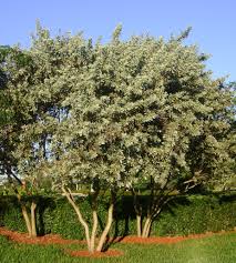 buttonwood