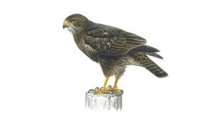 buzzard