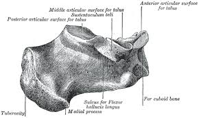 calcaneus