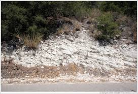 calcareous