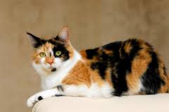 calico
