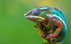 cameleon
