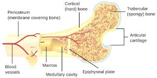 cancellous