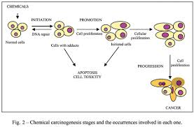 carcinogenesis