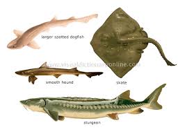 cartilaginous