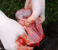 castration