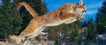 catamount