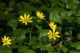 celandine