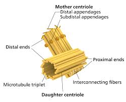 centriole