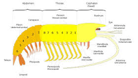 cephalothorax