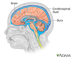 cerebrospinal