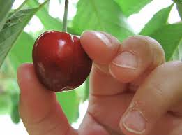 cherry-pick