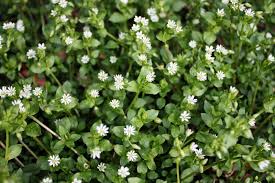 chickweed