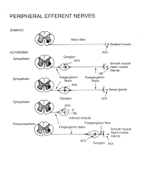 cholinergic