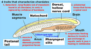 chordate