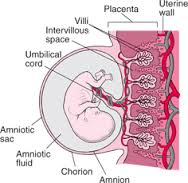 chorion