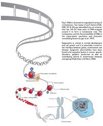 chromatin