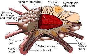 chromatophore