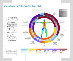 chronobiology