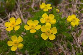 cinquefoil