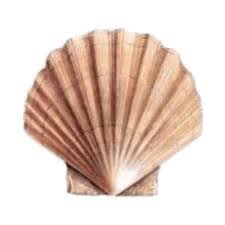 clam-shell