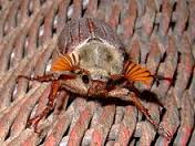 cockchaffer