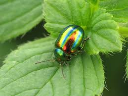 coleoptera