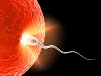 conception