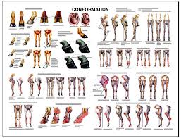 conformation