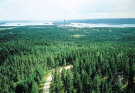coniferous