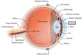 conjunctiva