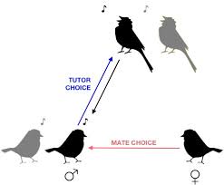 conspecific