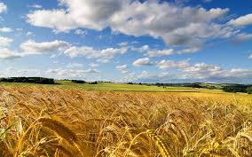 cornfield