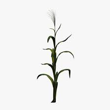 cornstalk