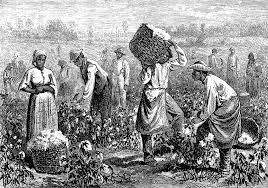 cotton-picking