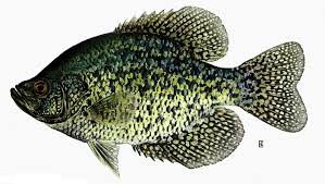 crappie