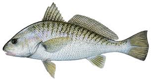 croaker