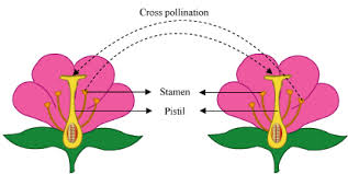 cross-pollination
