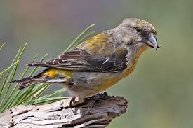 crossbill