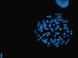 cytogenetics