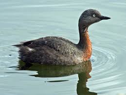 dabchick
