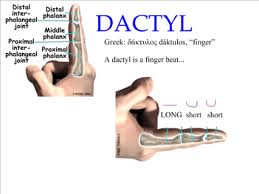 dactylic