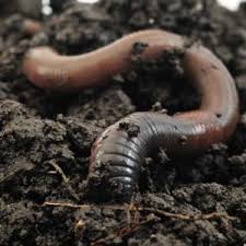 decomposer