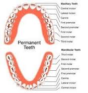 dentition