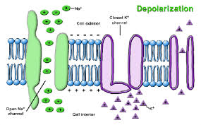 depolarization