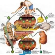 detoxify