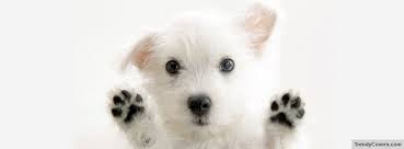 doggy