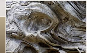 driftwood