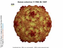echovirus
