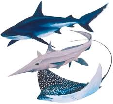 elasmobranch